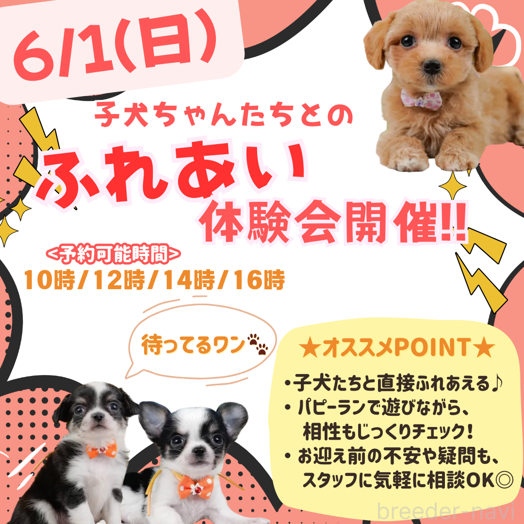 成約済の神奈川県のトイプードル-379638の2枚目